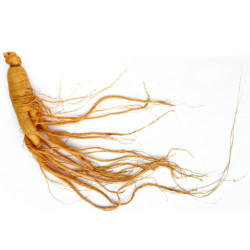 racine Panax ginseng complète