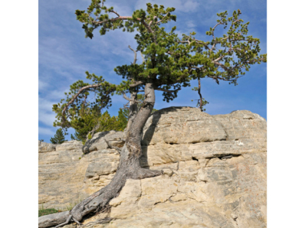 Que la force soit avec les collègues spiruliniers